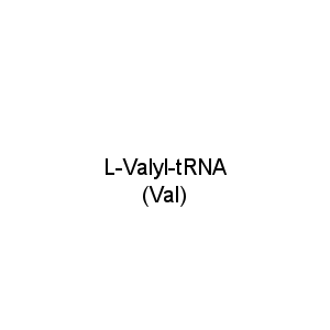 L-Valyl-tRNA (Val)